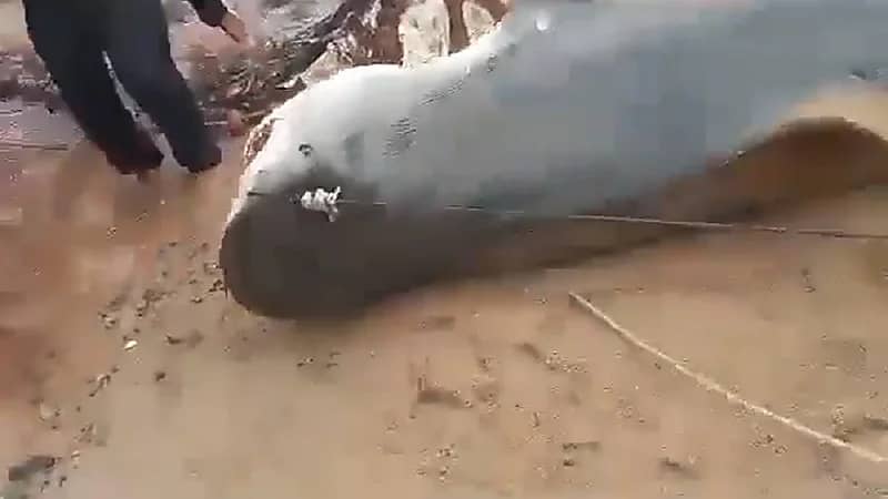 صياد مصري يضرب القرش بالعصا بعد التهامها سائح .. فيديو