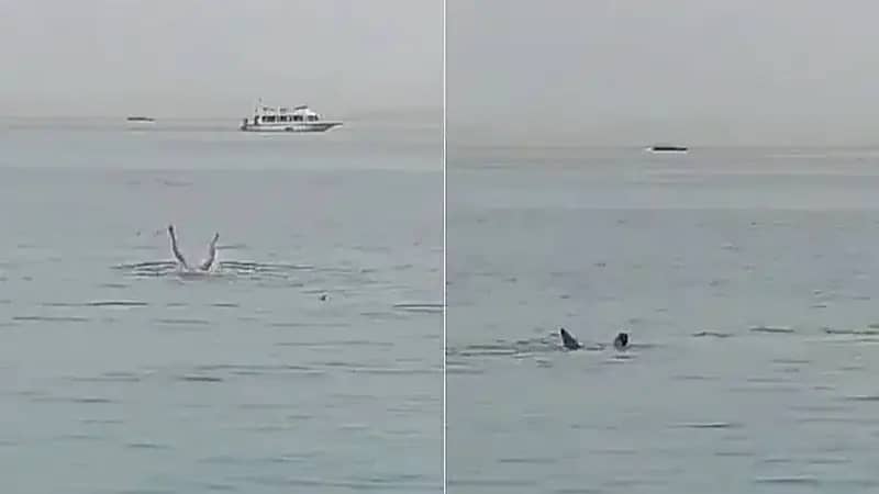 تصريحات نقيب صيادين بشأن قرش الغردقة تثير السخرية عبر مواقع التواصل