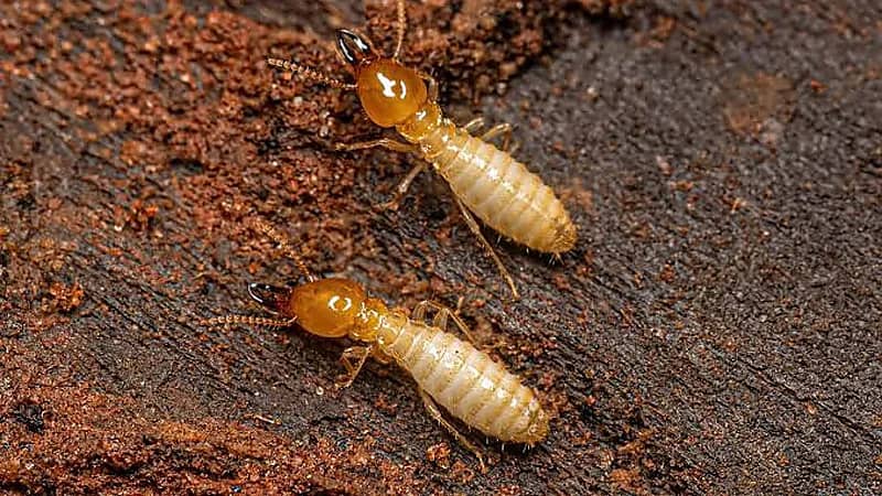 بعض الطرق المنزلية للتخلص من النمل الأبيض