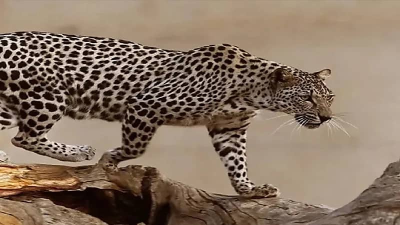 الحياة الفطرية: قريبا بناء أكبر مركز "إكثار" للحيونات بالشرق الأوسط في ثادق .. فيديو