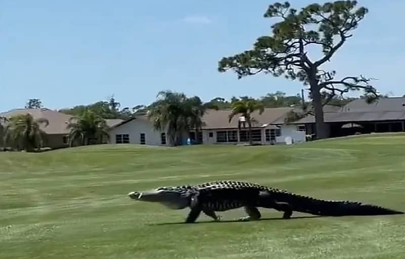 تمساح ضخم يقتحم أرضية ملعب غولف.. فيديو