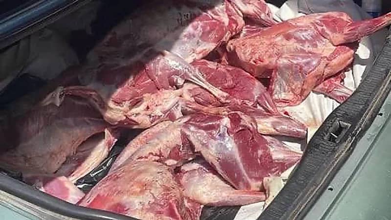 إحباط تهريب 466 ذبيحة فاسدة وترصد 102 من المسالخ العشوائية