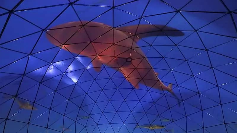 هجوم سمكة قرش يتسبب في مقتل ممثل أمريكي في هاواي