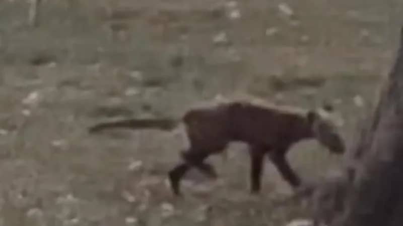 مخلوق غريب يبث الرعب في قلوب سكان فيرجينيا .. فيديو