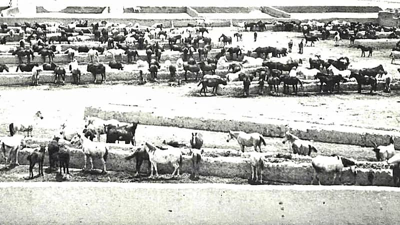 صورة تاريخية نادرة لاسطبل الخيل العربية الخاصة بالملك سعود قبل 67 عامًا