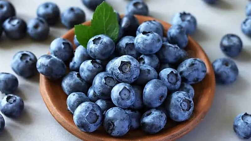 4 فوائد رئيسية للتوت الأزرق لصحة الجسم.. فيديو