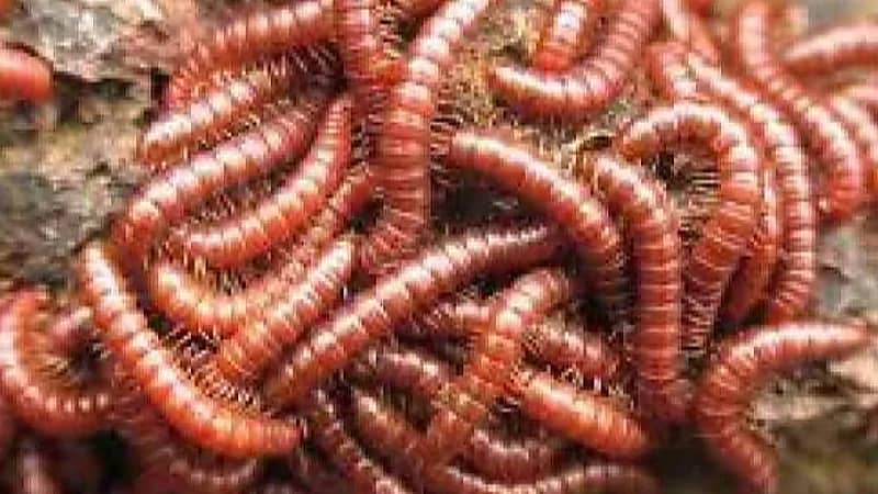 ‎الصحة المكسيكية تكشف عن أول حالة إصابة بشرية بداء الدودة الحلزونية