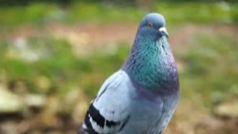 طير زاجل يتسبب في سقوط قتيل ومصابين