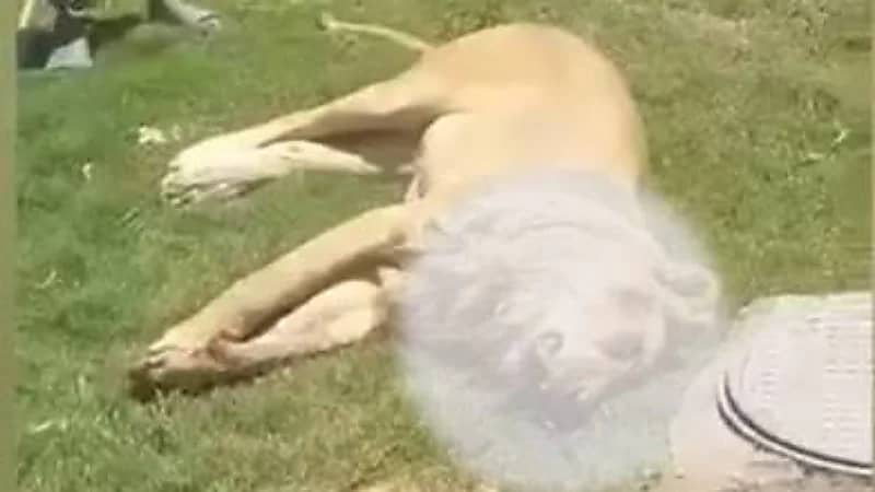 وفاة شاب بعد تعرضه لهجوم من أسد كان يربيه داخل منزله