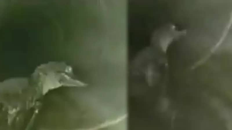 تمساح يفاجئ عمالاً داخل أنبوب صرف صحي.. فيديو