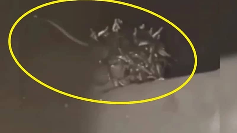 رجل يعثر على 72 ثعبانًا في خزان المرحاض