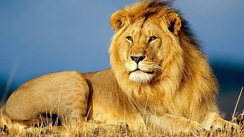 أسد يقتل سائحًا بطريقة مروعة