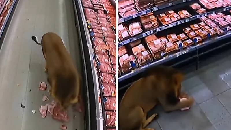 أسد يقتحم متجر في جنوب أفريقيا بحثاً عن الطعام.. فيديو