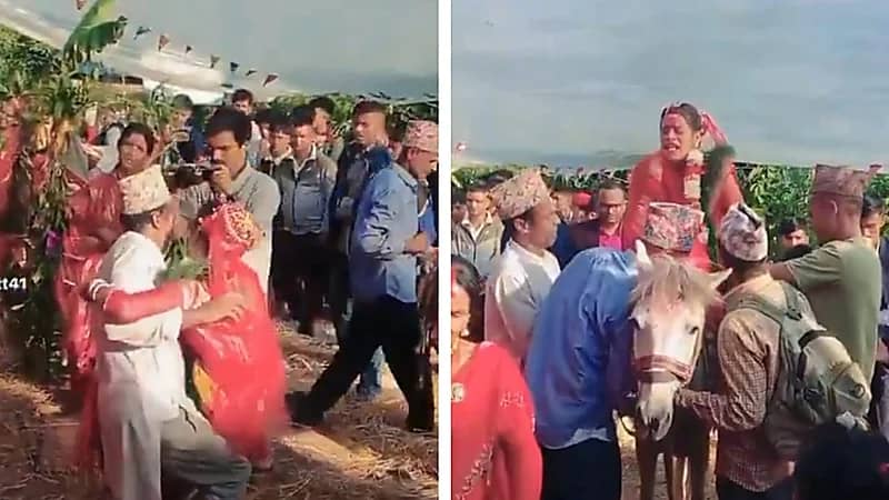 عروس تنهار بعد إجبارها على ركوب حمار في حفل زفافها .. فيديو