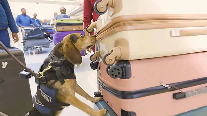 كلب جمارك في واشنطن يكشف المحشي المصري ويورط صاحبه