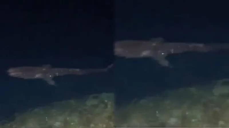 ظهور قرش النمر بطول 7 أمتار في سواحل جدة..فيديو