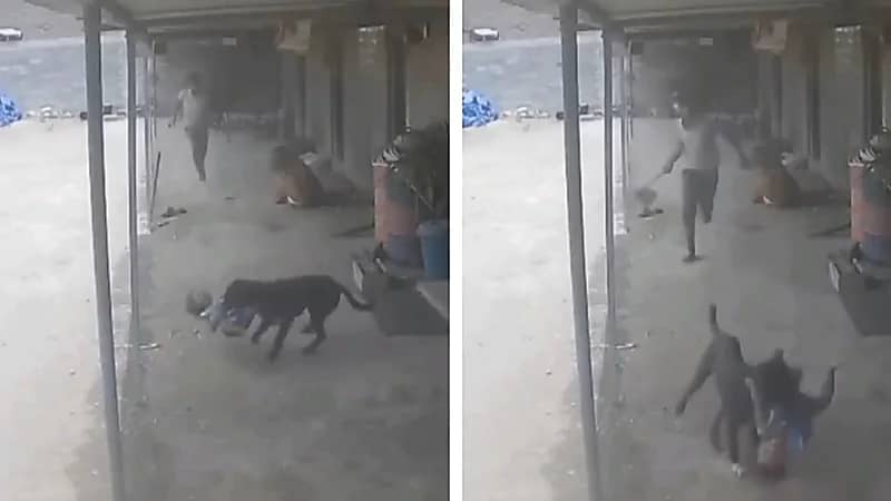 مشهد مروع لكلب ضال يهاجم طفلًا ووالده ينقذه بشجاعة .. فيديو