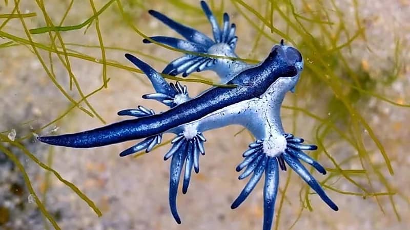 كائن بحري يثير المخاوف على شواطئ المتوسط