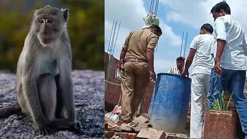 قرود تقتل رضيعًا بعدما اختطفته من منزله