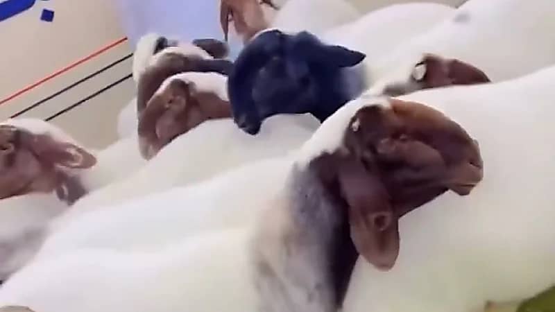 مالك غنم يرفض بيع منقيته النادرة رغم وصول السوم إلى 105 آلاف دينار  .. فيديو