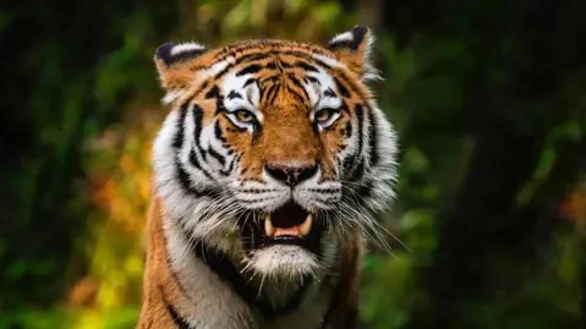 WhatsApp Image 2025-10-13 at 11.56.46 AM.jpeg