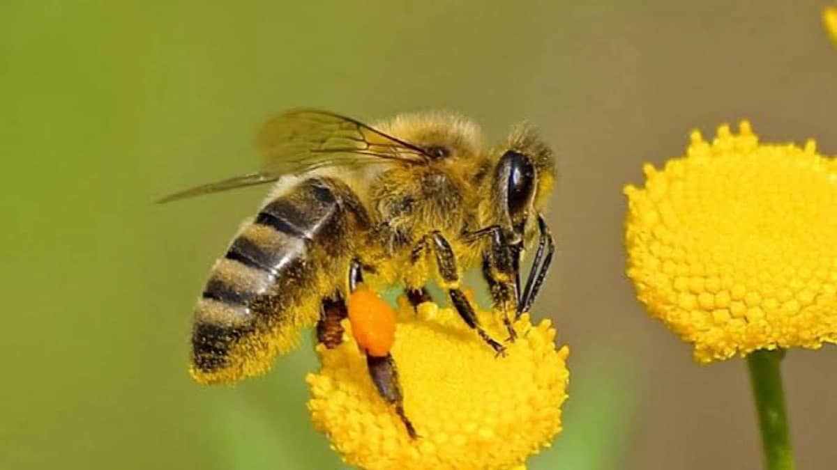 وفاة أب وابنه بطريقة مروعة بعد هجوم دبابير آسيوية عملاقة