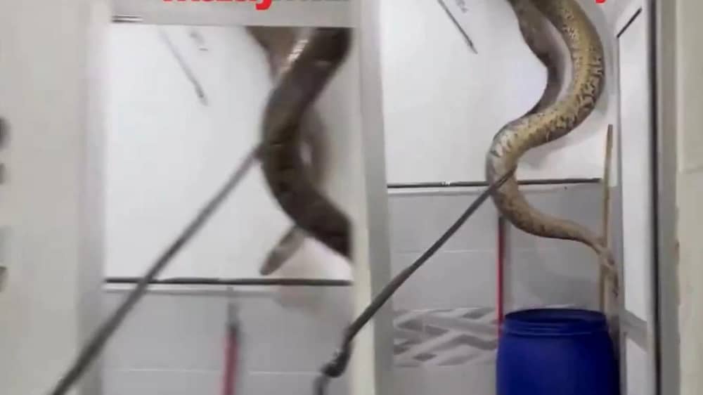 WhatsApp Image 2025-11-18 at 12.52.40 PM.jpeg