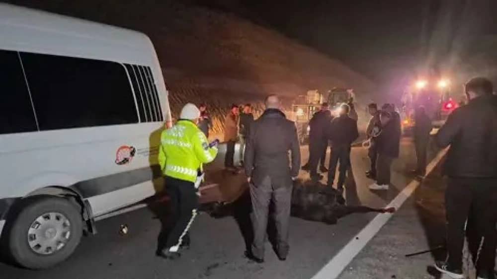 لحظة نفوق 8 خيول عربية وإصابة آخرين في تركيا .. فيديو