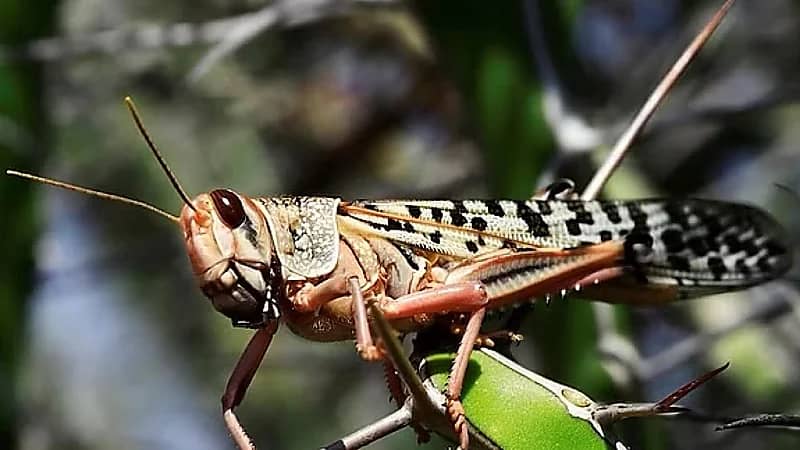 “وقاء” ينفي صحة المقاطع المتداولة بشأن انتشار الجراد بالأحساء