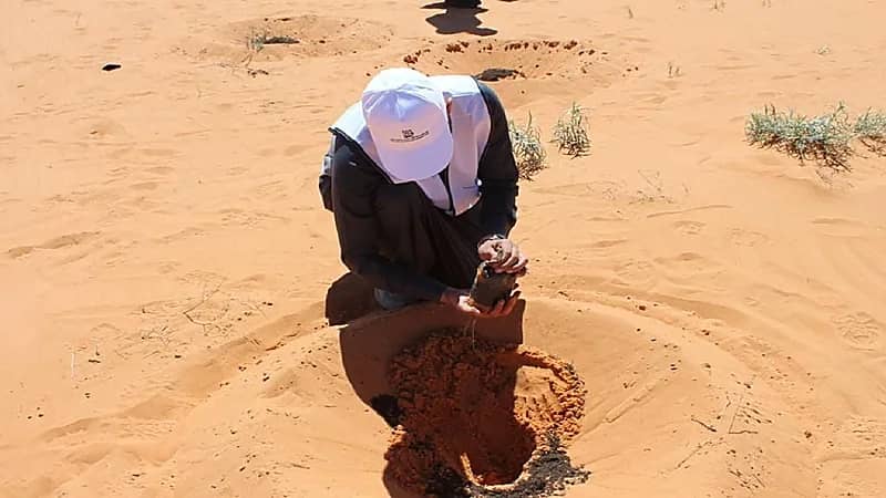 هيئة تطوير محمية الملك سلمان تزرع 400 ألف شتلة بحائل