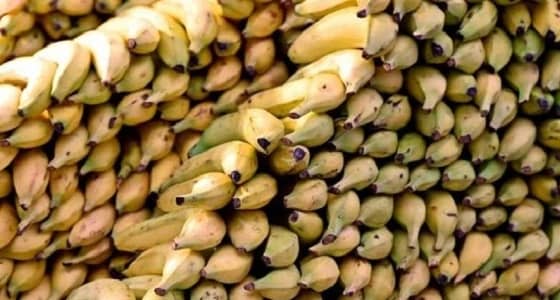 اليابان تخترع موز يمكن أكله كاملًا بدون تقشير