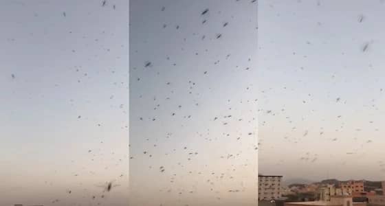 بالفيديو.. ظهور أسراب جراد بالمجاردة ومطالب بتكثيف المكافحة
