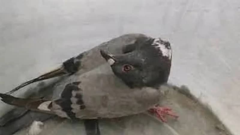 تفشِ مرض وحشي يحول الحمام إلى زومبي في بريطانيا