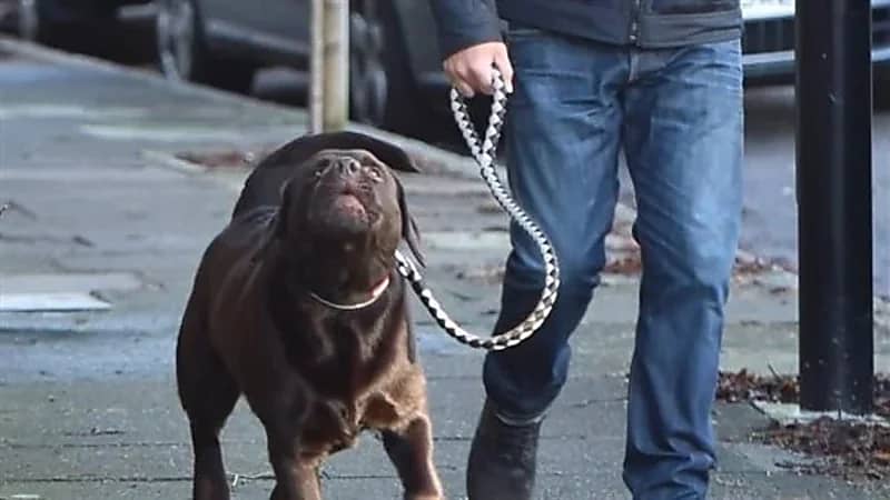 َ"حضانة كلب" سبب أزمة جديدة بين نجم عالمي وطليقته