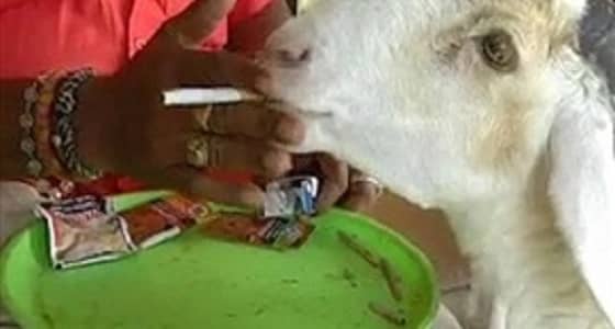 بالفيديو.. ماعز تدمن التبغ وتتجول بين المقاهي للعثور عليه