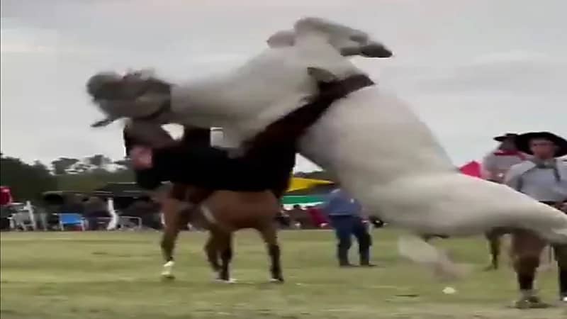 سقوط مروع لفارس من فوق حصانه كاد ينهي حياته .. فيديو