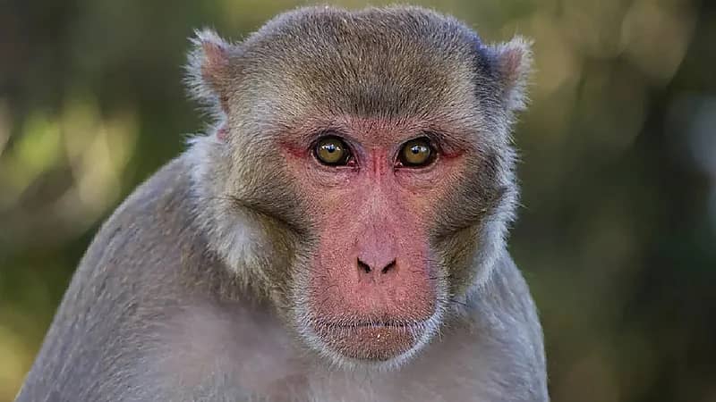 قرد يخطف رضيعا من منزله ويتسبب في قتله