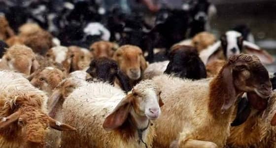 بالصور.. بلدية الروضة تُبعد باعة الأغنام من طريق الشيخ جابر بالرياض