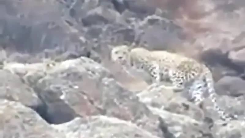 بالفيديو.. نمر عربي يتجول بقمم جبال رضوى في ينبع