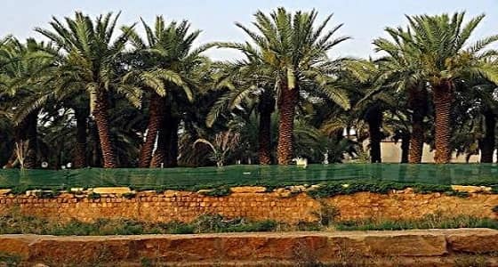 " المسند " يوضح كيفية العناية بالنخل