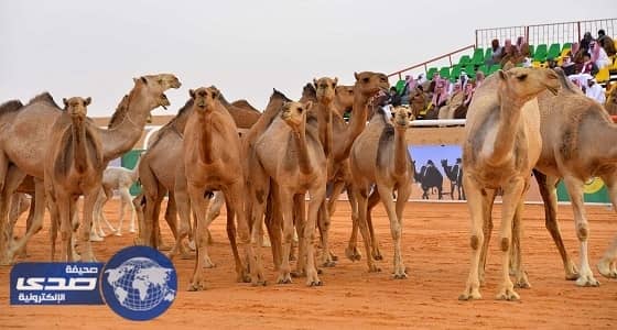 رصد مجموعة من المتسللين ليلاً إلى إحدى حظائر الإبل بمهرجان الملك عبدالعزيز