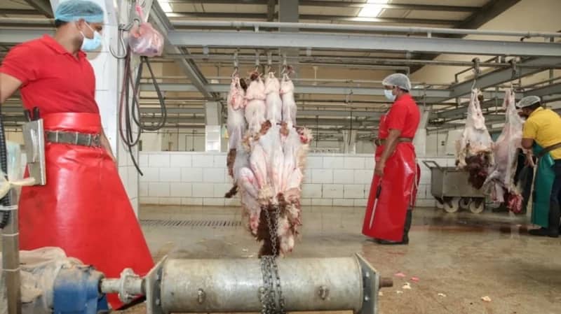 13 شرطًا لذبح الأضاحي في المطابخ الأهلية