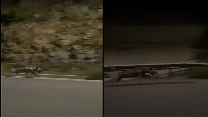 بالفيديو .. ضبع يسابق السيارات بسرعة كبيرة