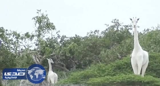 بالصور والفيديو.. ظهور زرافة بيضاء بكينيا