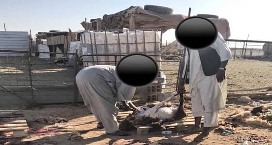 ضبط ذبح عشوائي للأضاحي بالعويقيلة