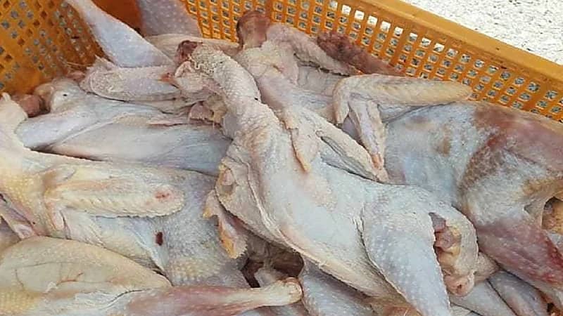 ضبط 5 أطنان من الدواجن الفاسدة بالأحساء