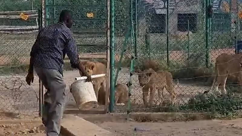 بالفيديو.. عاملاً يدخل قفص الأسود ويمشي بجرأة دون خوف