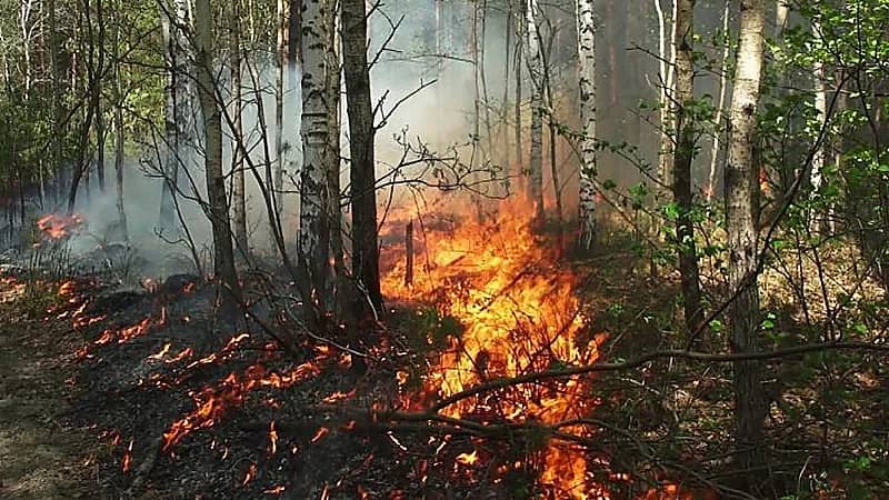 استمرار حرائق غابات تشيلي وارتفاع الإصابات إلى 22 قتيلاً