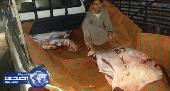 بلدية الداير تضبط لحوم فاسدة تباع بطريقة عشوائية