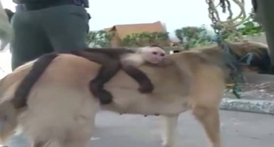 بالفيديو.. كلب يتبنى قرد بعدما فقد جراءه